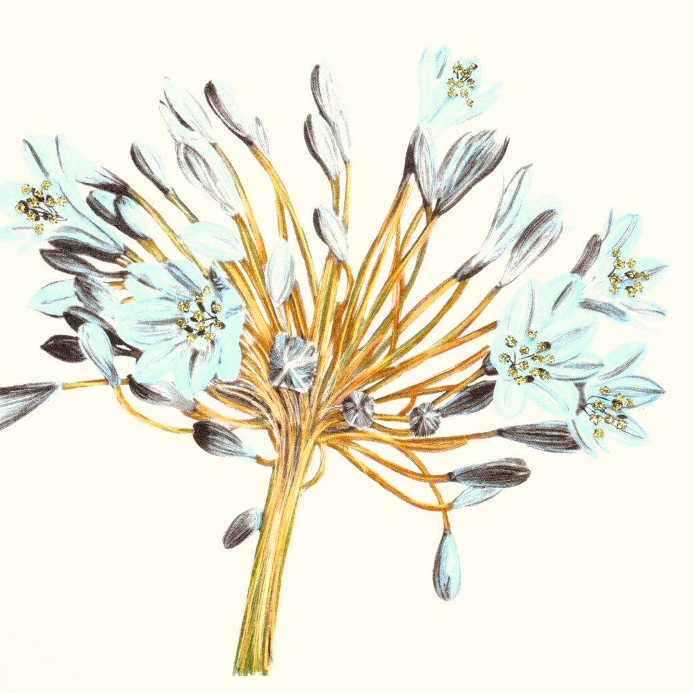 Agapanthus (Bronze) English Graphics