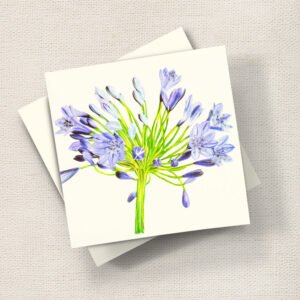 Agapanthus (Purple)