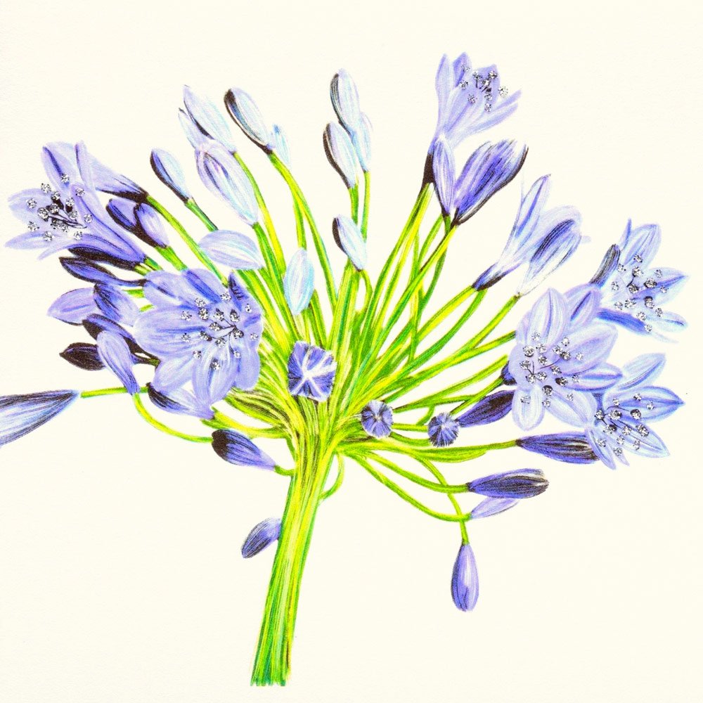 Agapanthus (Purple) English Graphics