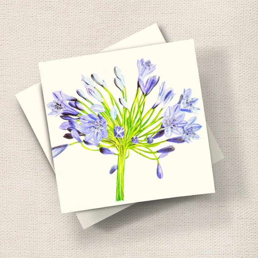 Agapanthus (Purple)