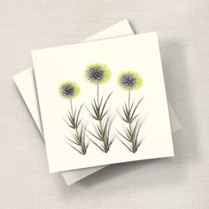 Alliums