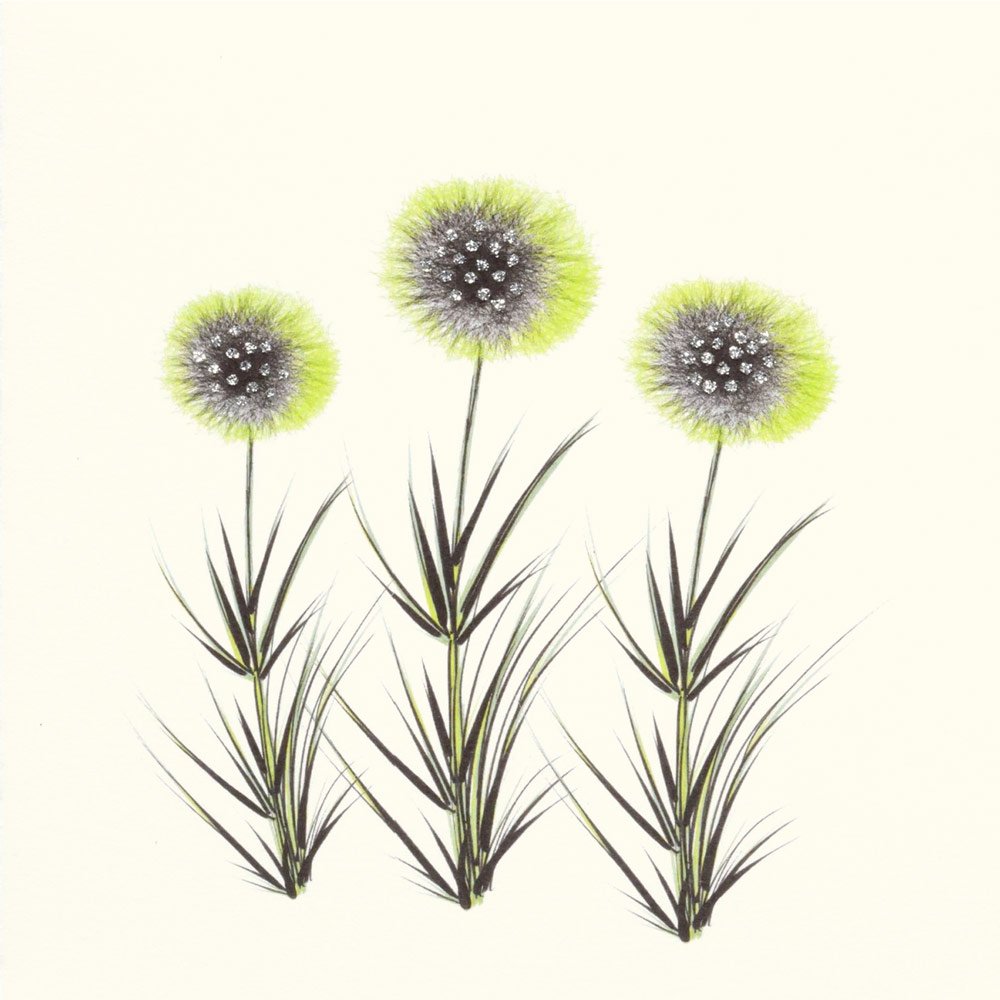 Alliums English Graphics