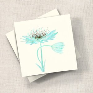 Astrantia (Mint)