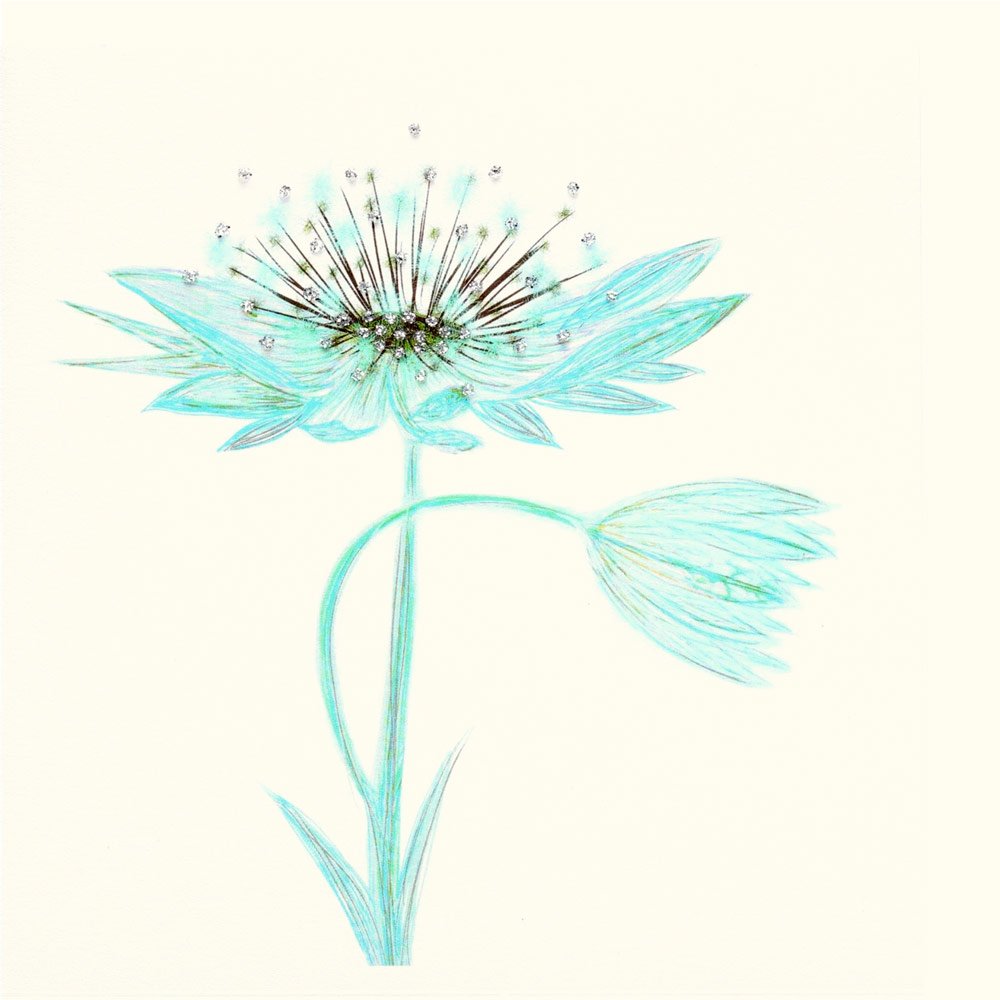 Astrantia (Mint) English Graphics