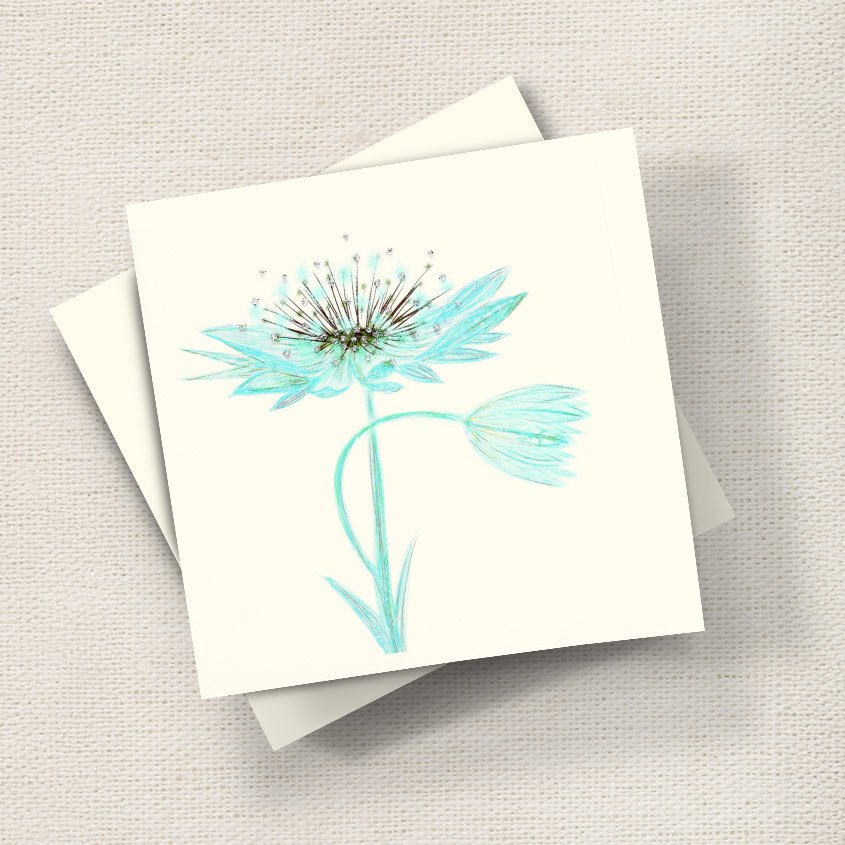 Astrantia (Mint)