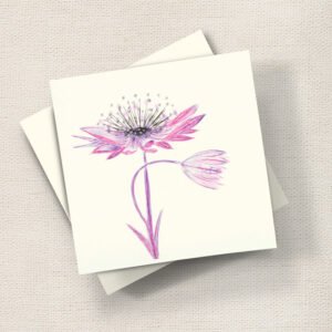 Astrantia (Pink)