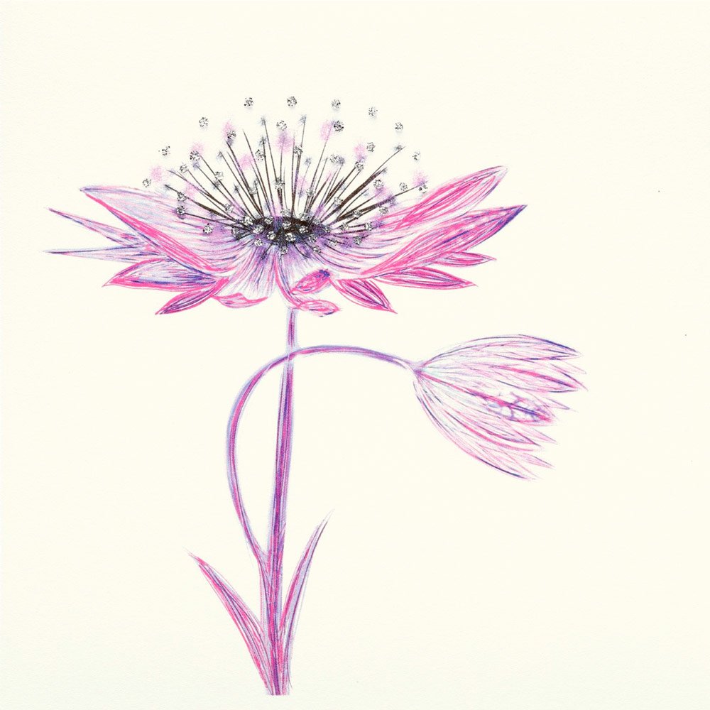 Astrantia (Pink) English Graphics