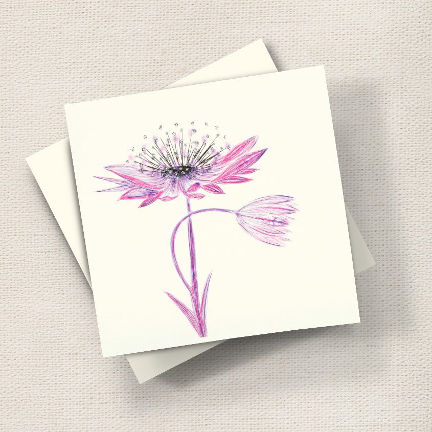 Astrantia (Pink)