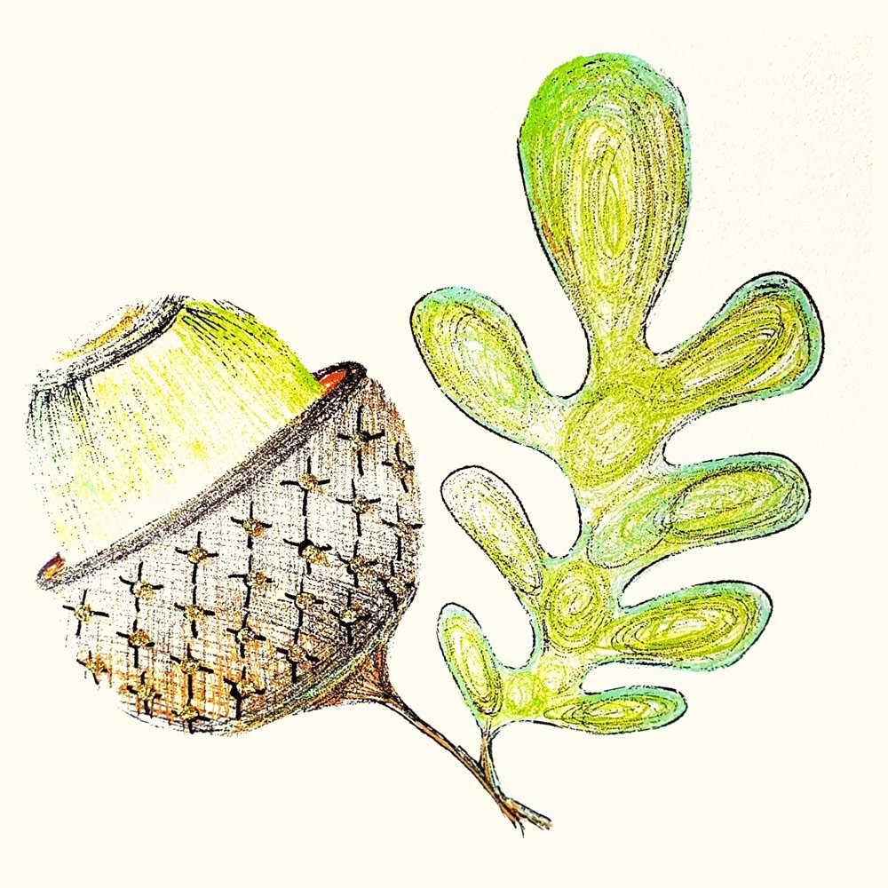 Acorn (Green) English Graphics