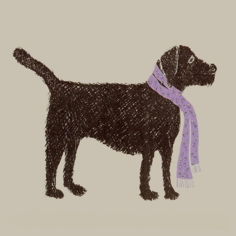 Black Labrador - Image 3