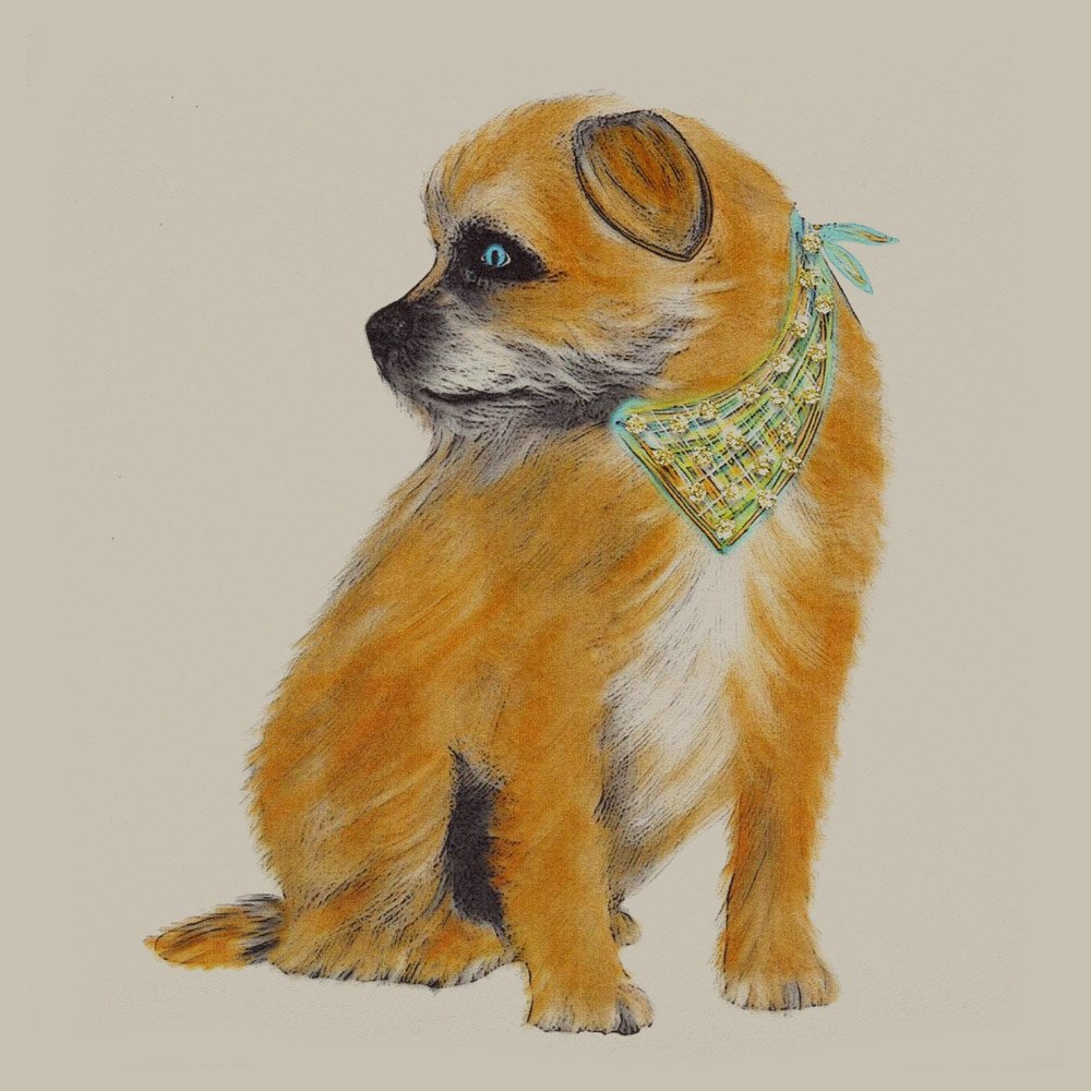 Border Terrier Profile - Image 3