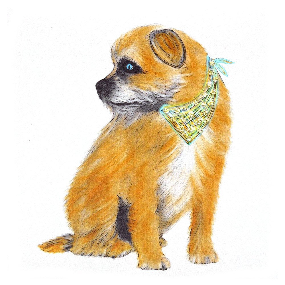 Border Terrier Profile - Image 2