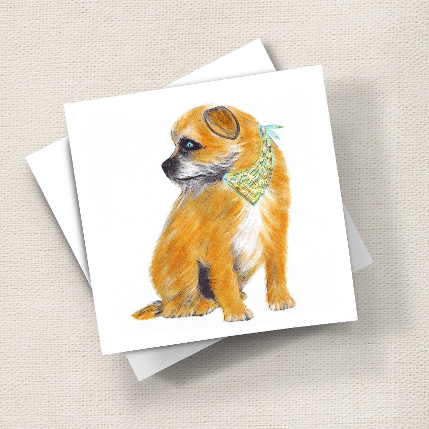 Border Terrier Profile