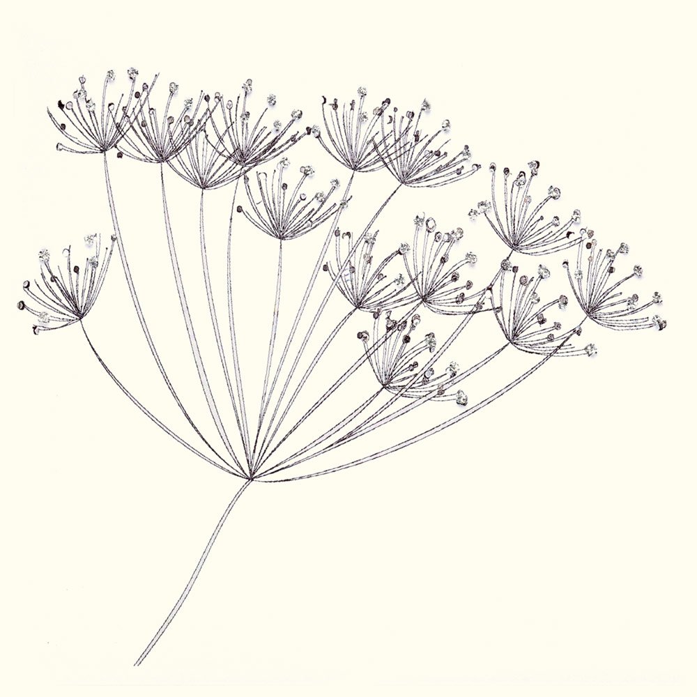 Cow Parsley (Mono) English Graphics