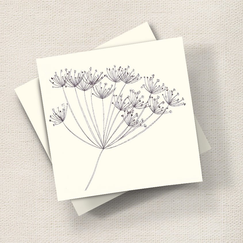 Cow Parsley (Mono)