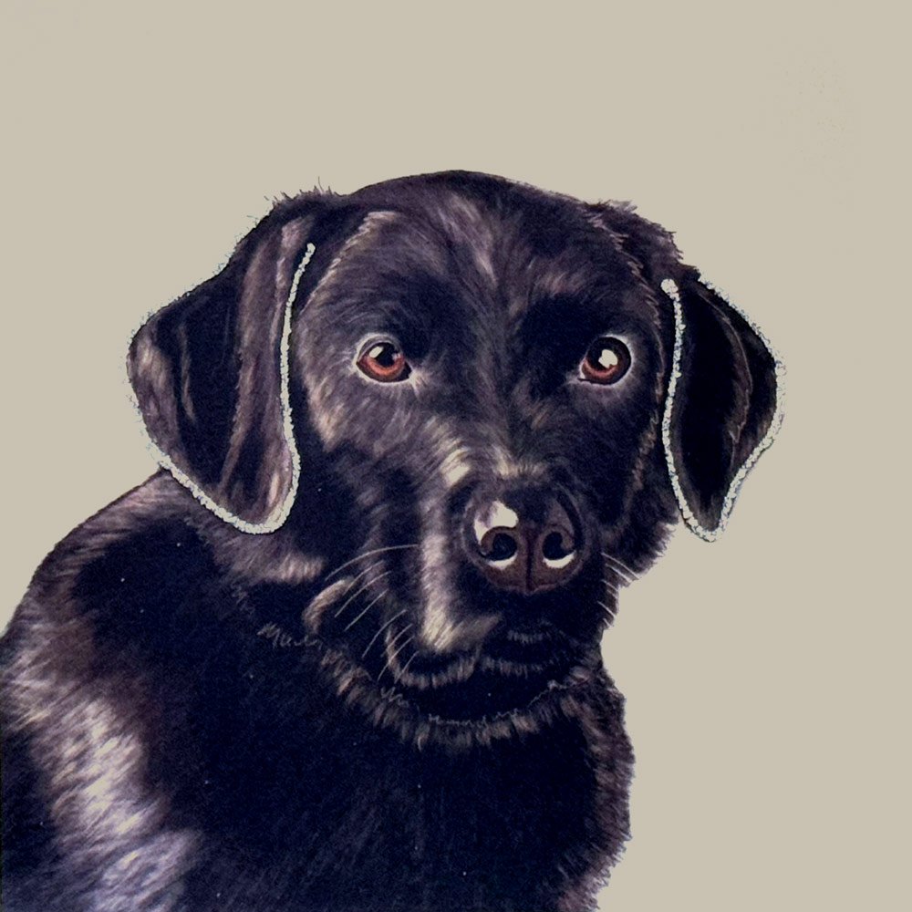 Faithful Labrador English Graphics