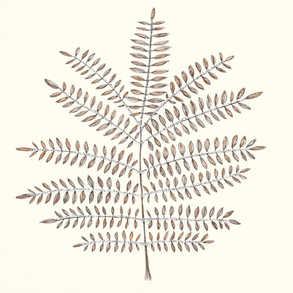 Fern English Graphics