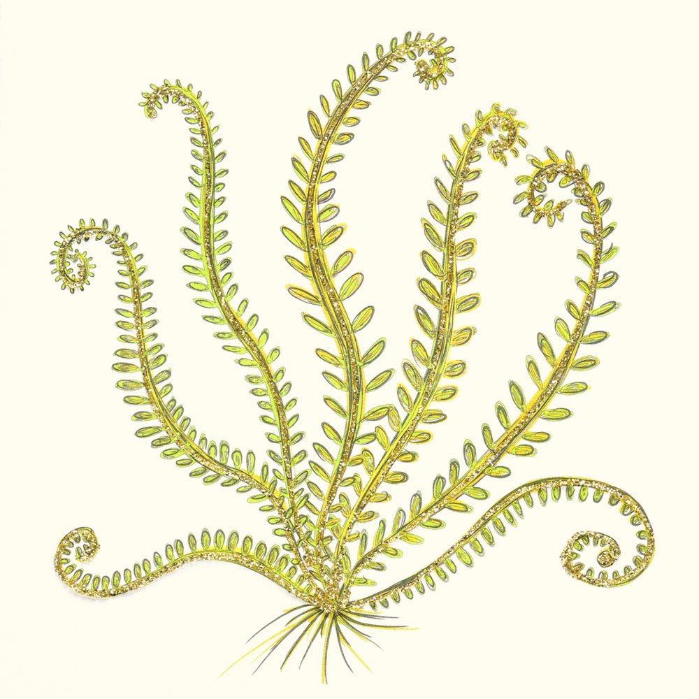 Green Fern English Graphics