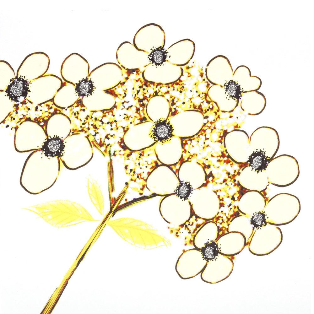 Hydrangea (Lemon) English Graphics