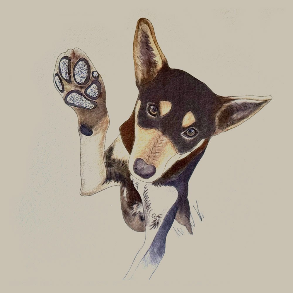 Kelpie English Graphics