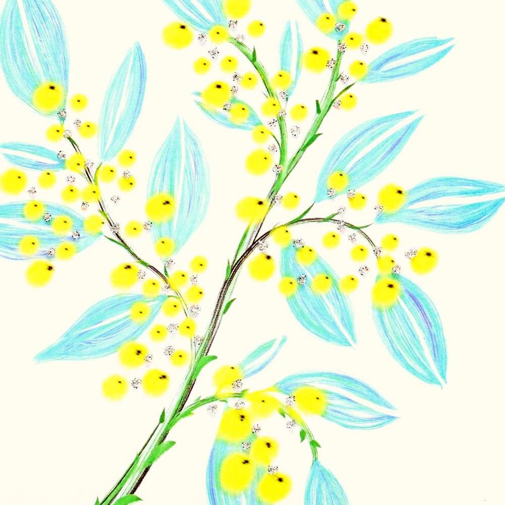 Mimosa English Graphics
