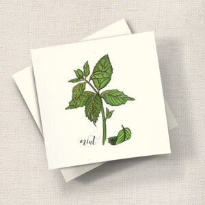 Mint