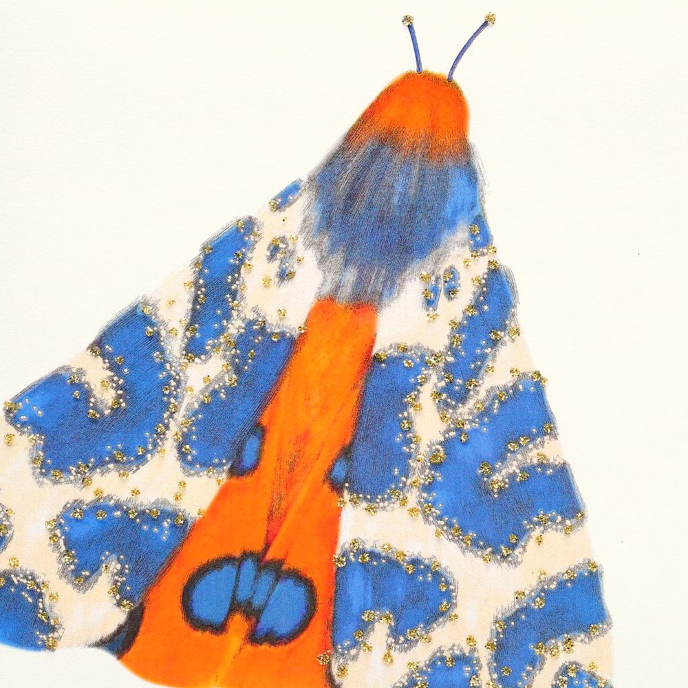 Moth (Blue) English Graphics