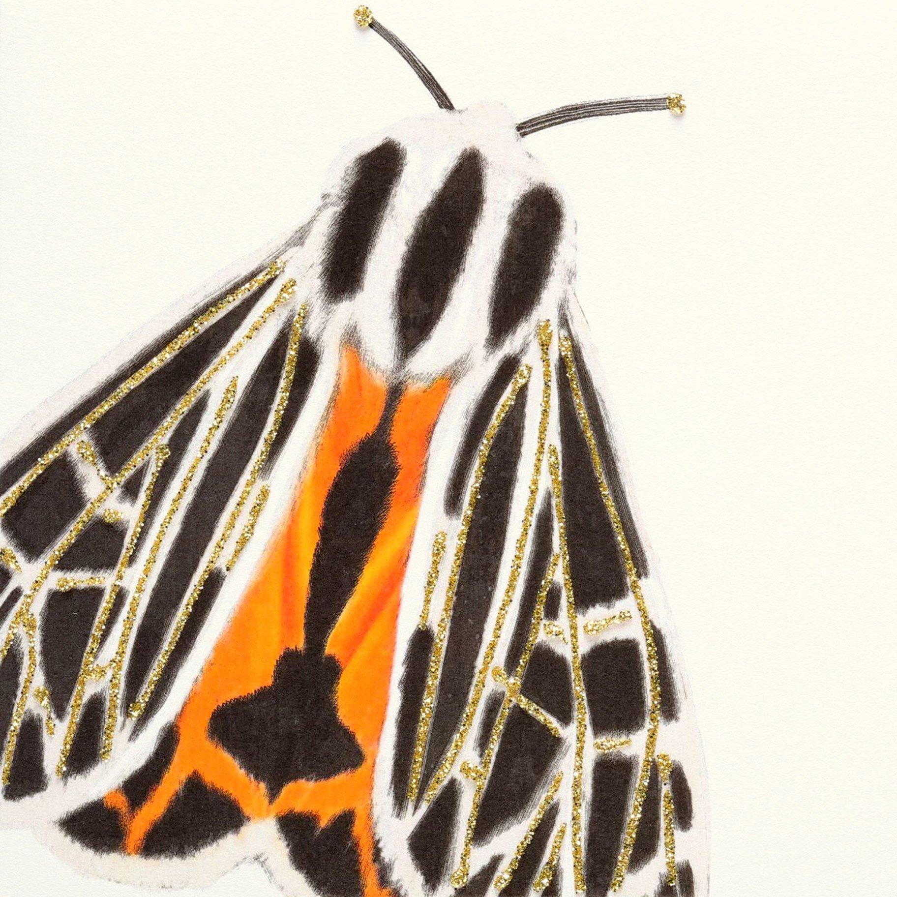 Moth (Orange) English Graphics