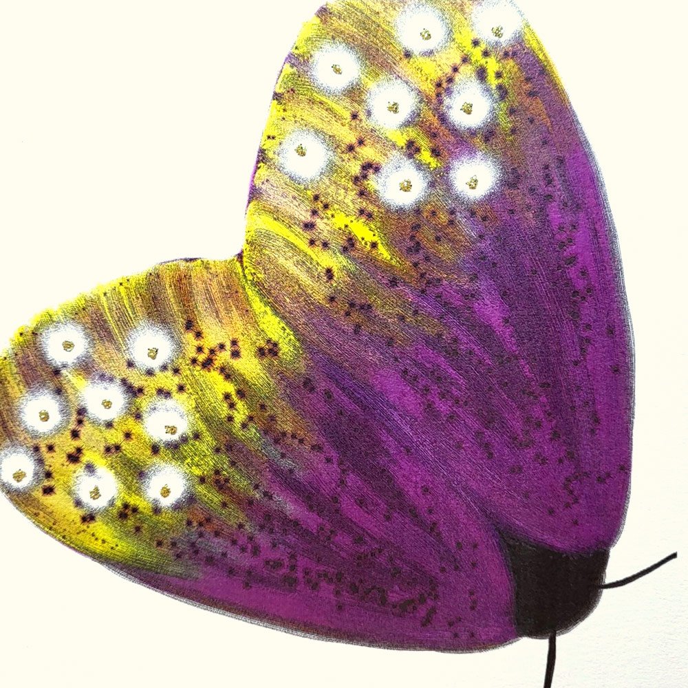 Moth (Purple) English Graphics