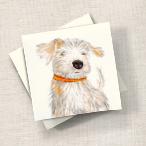 Norfolk Terrier