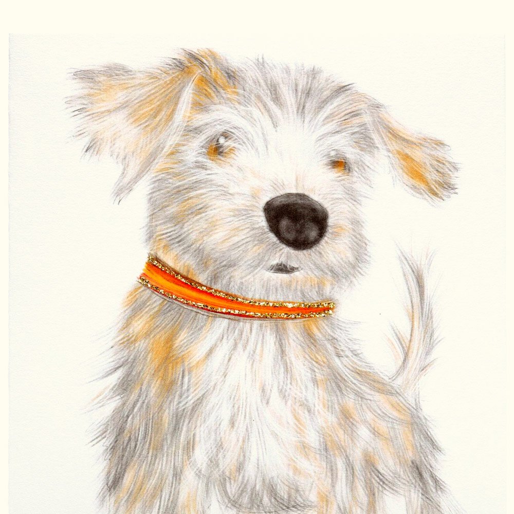 Norfolk Terrier English Graphics