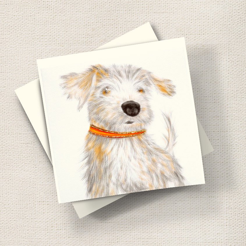 Norfolk Terrier