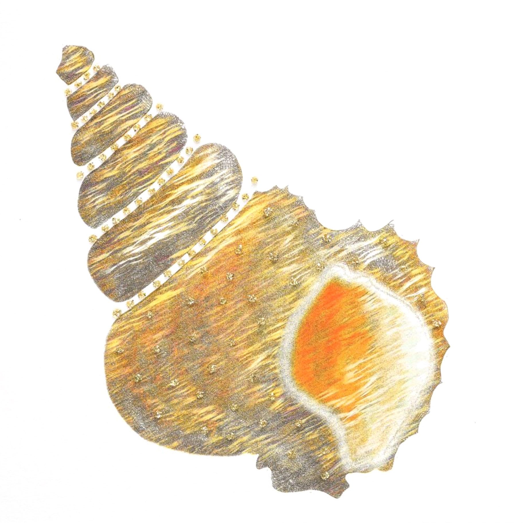 Seashell Gold English Graphics