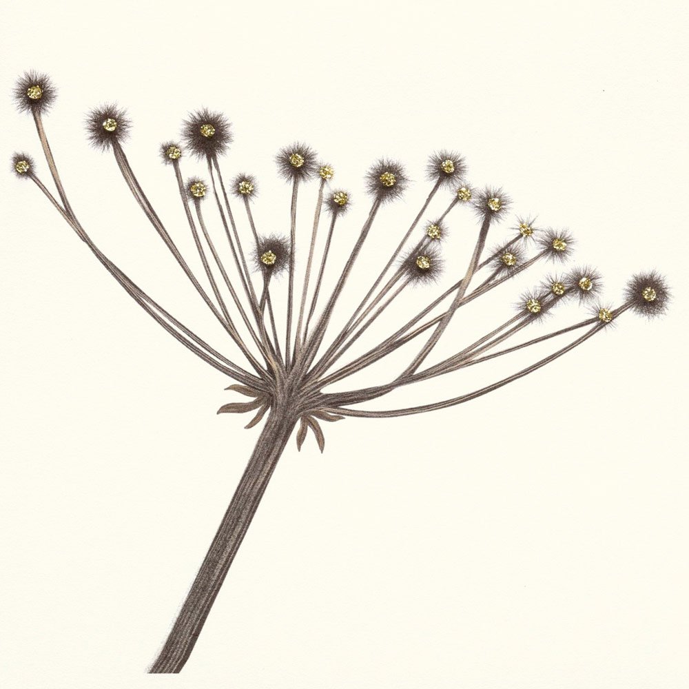 Seed Head English Graphics
