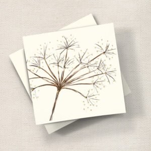 Seed Head Chervil