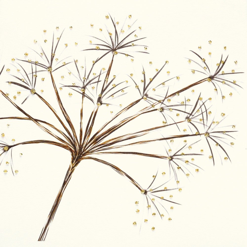 Seed Head Chervil English Graphics