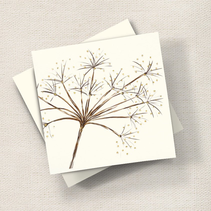 Seed Head Chervil