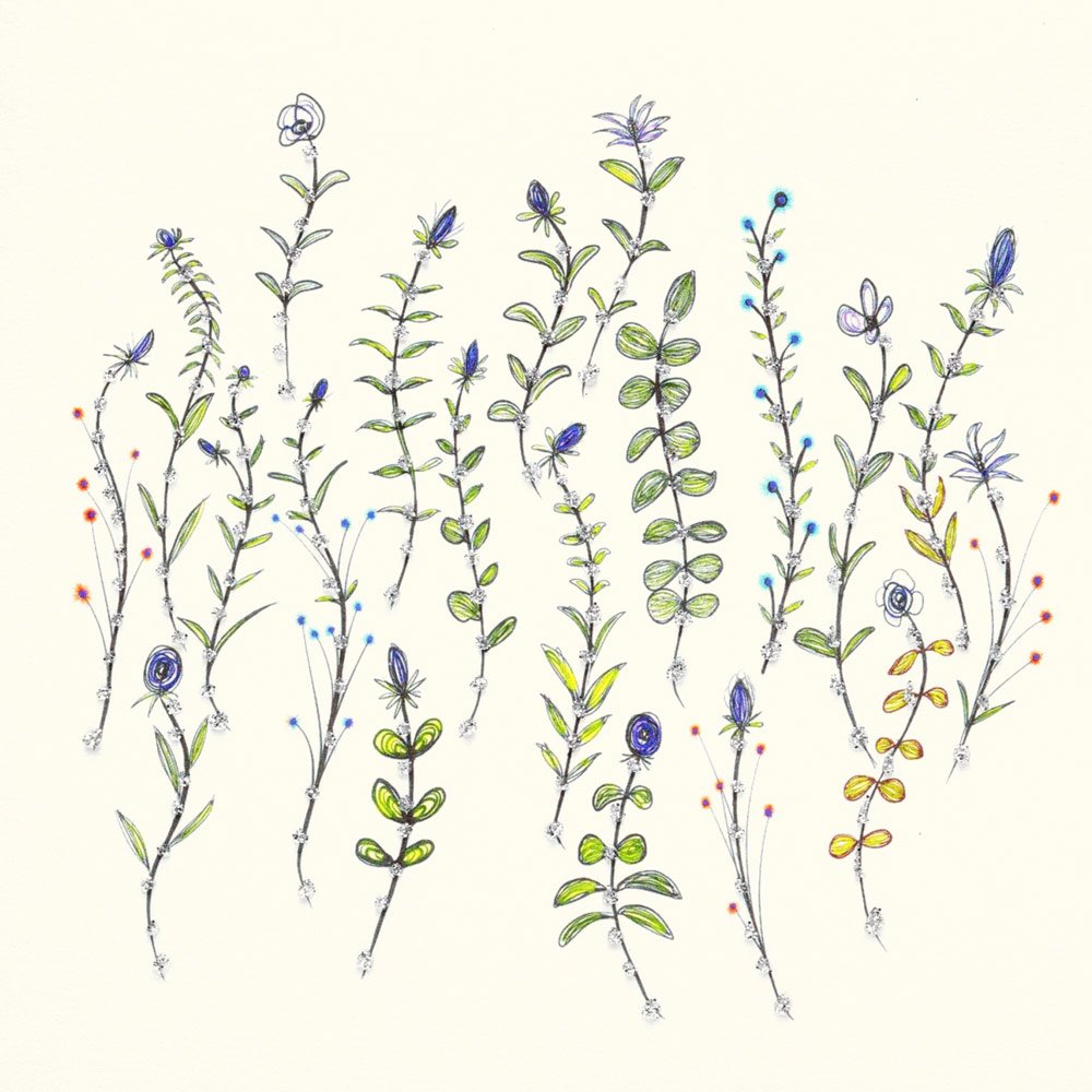 Summer Meadow English Graphics