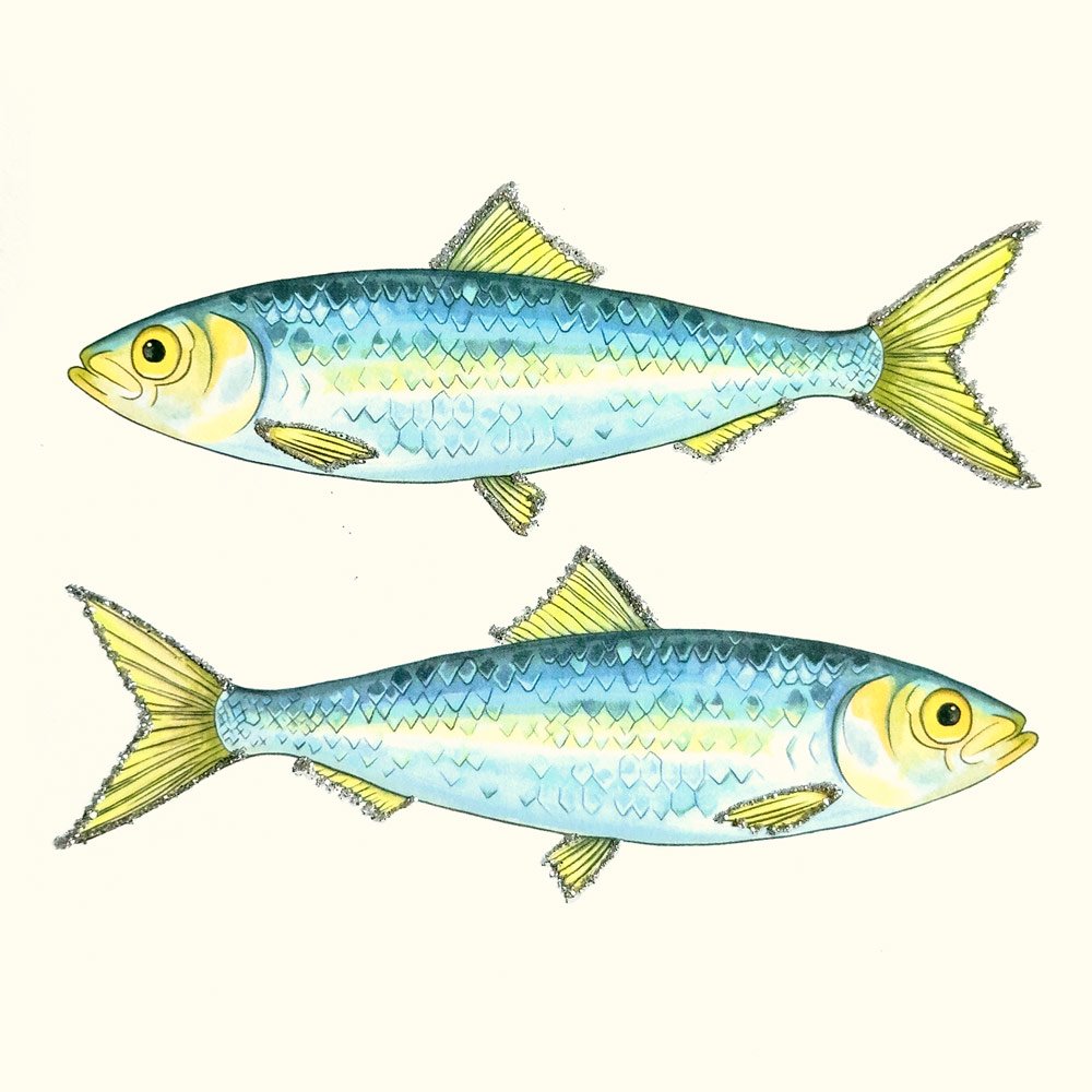 Sardines English Graphics