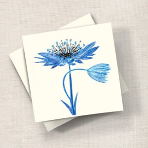 Astrantia (Blue)