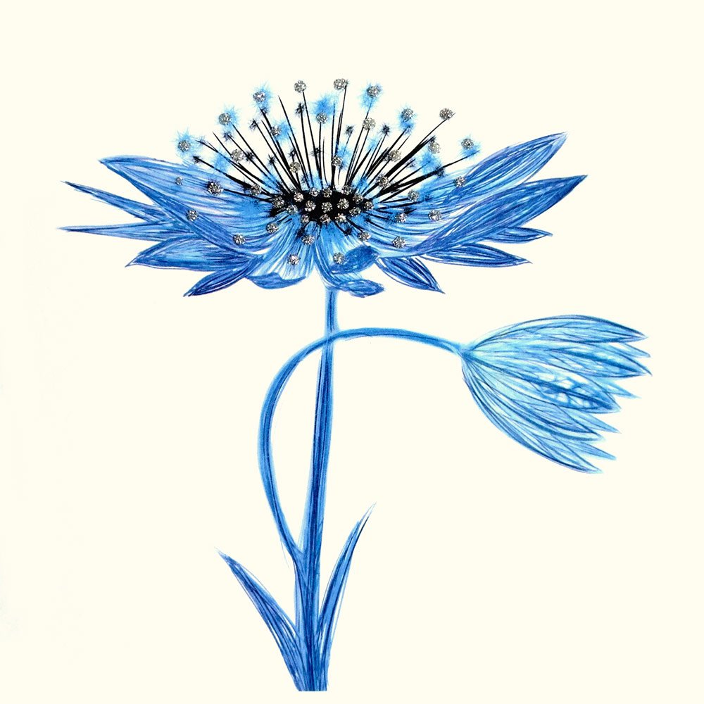 Astrantia (Blue) English Graphics