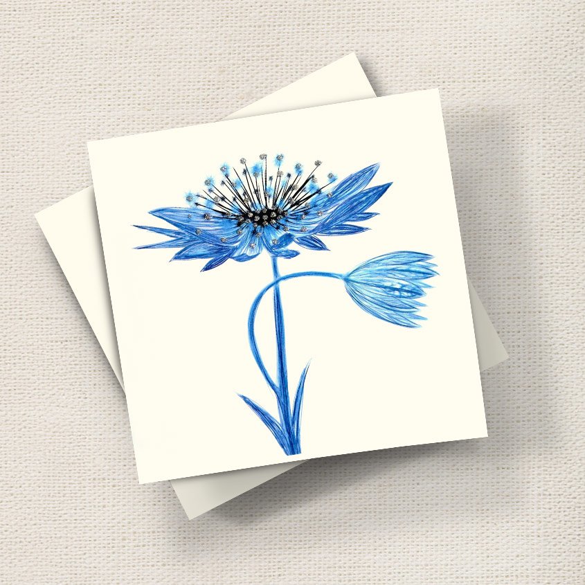Astrantia (Blue)