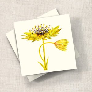 Astrantia (Yellow)