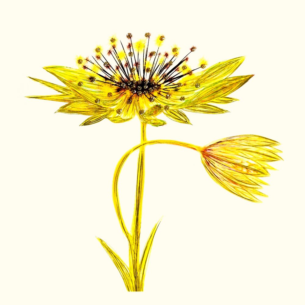 Astrantia (Yellow) English Graphics
