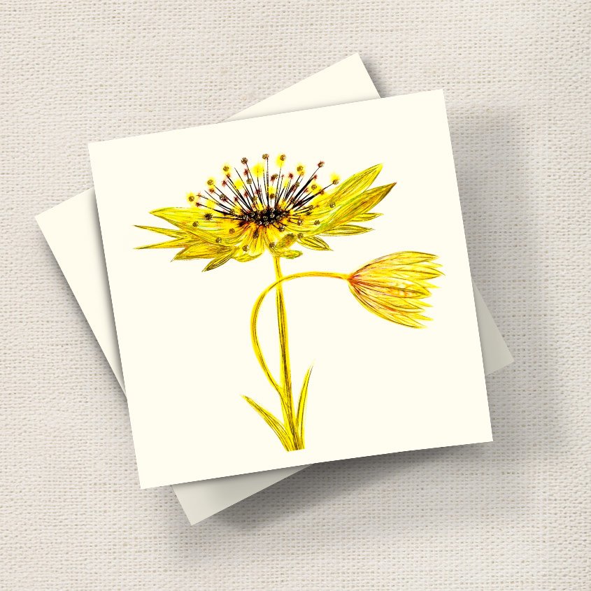 Astrantia (Yellow)