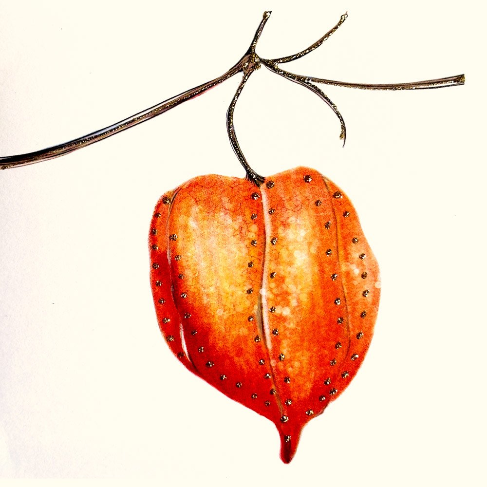 Chinese Lantern Flower English Graphics