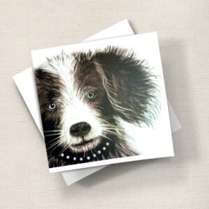 Collie Puppy