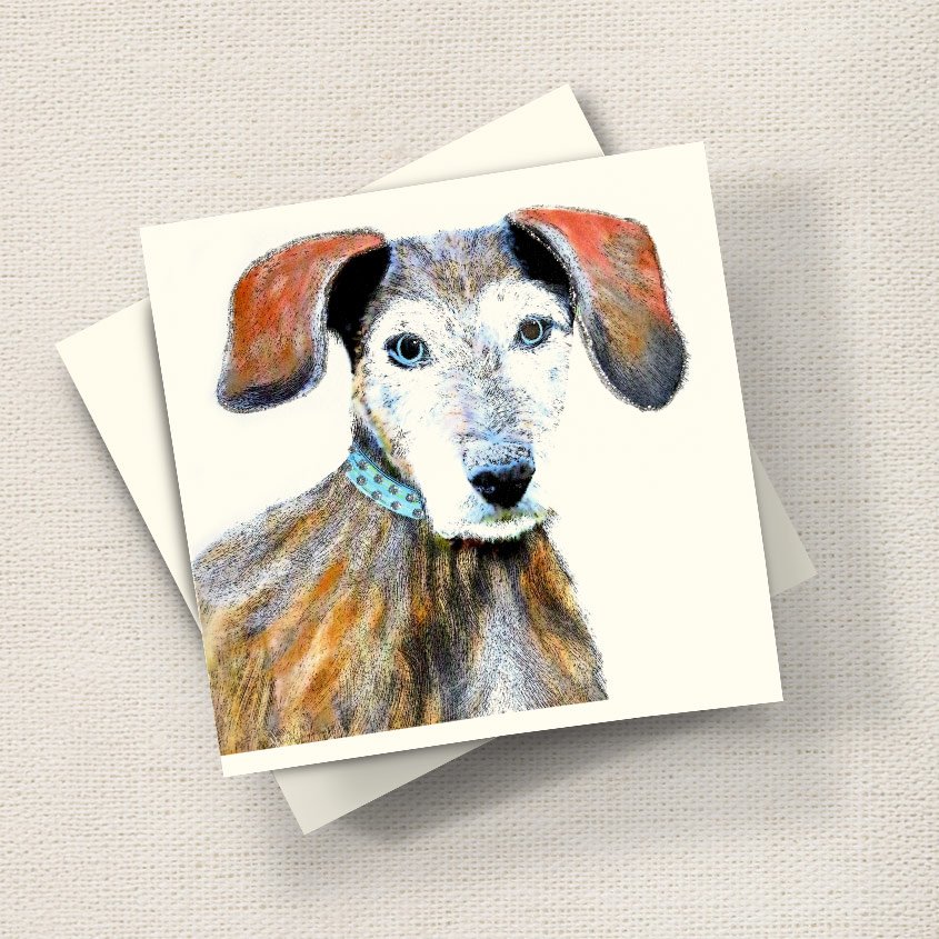 Elderly Dog