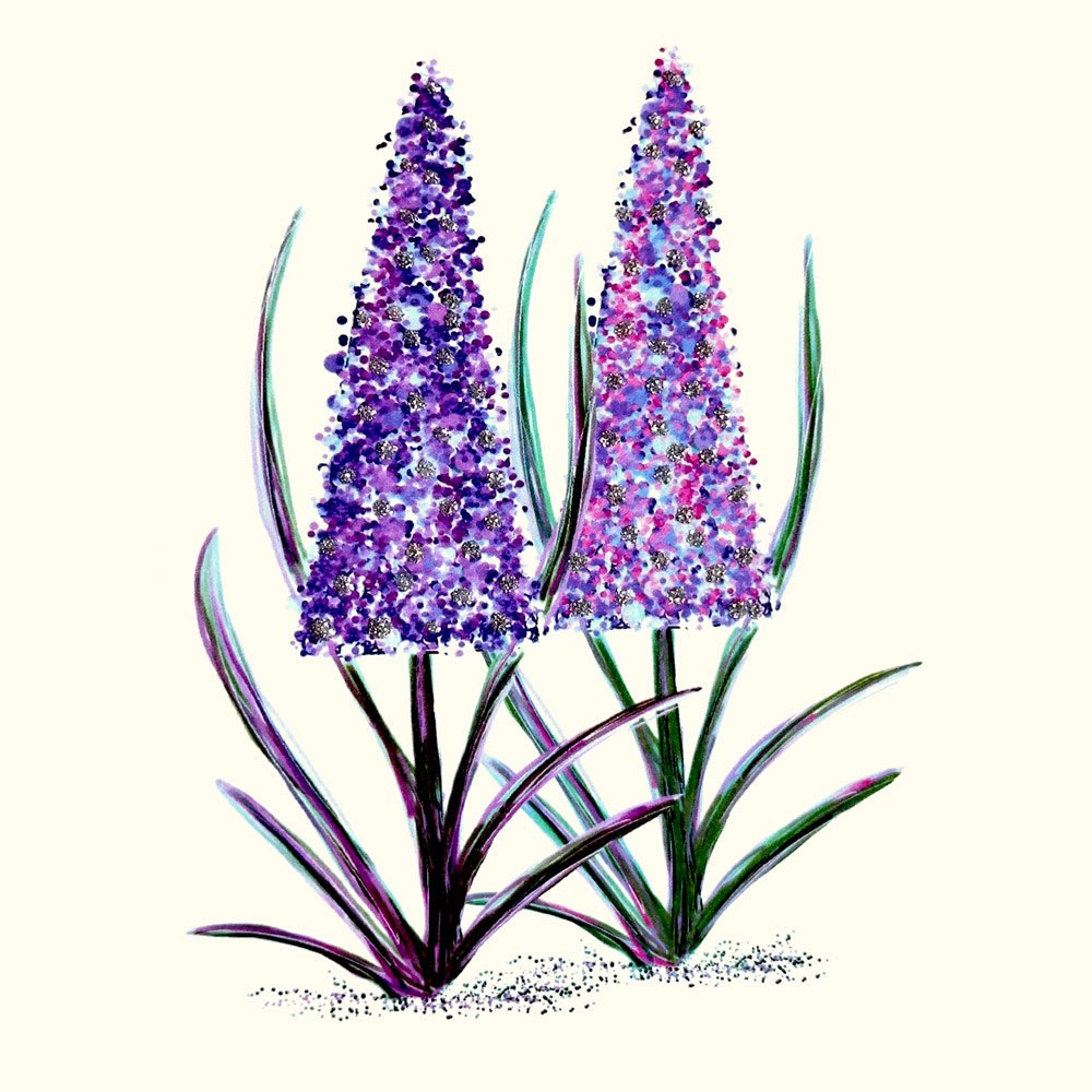 Pink Lupins English Graphics
