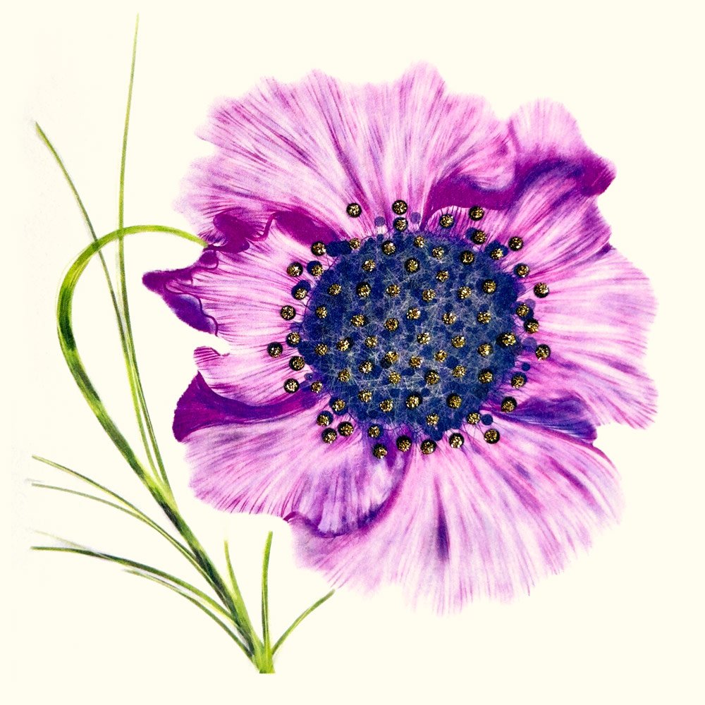 Poppy (Purple) English Graphics